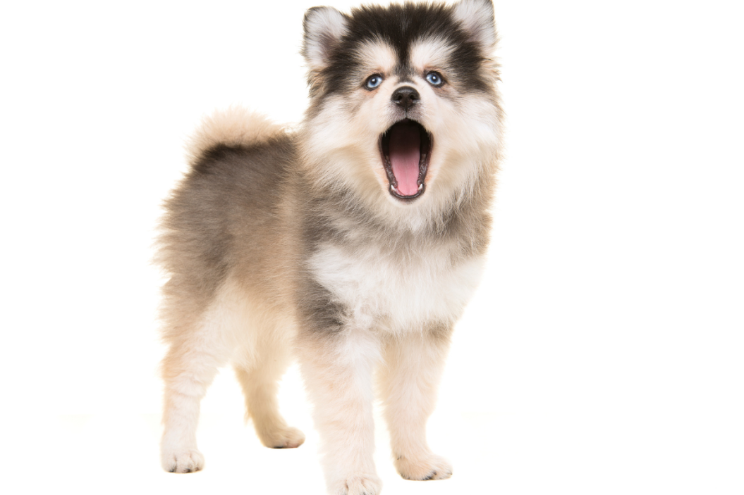 Pomsky
