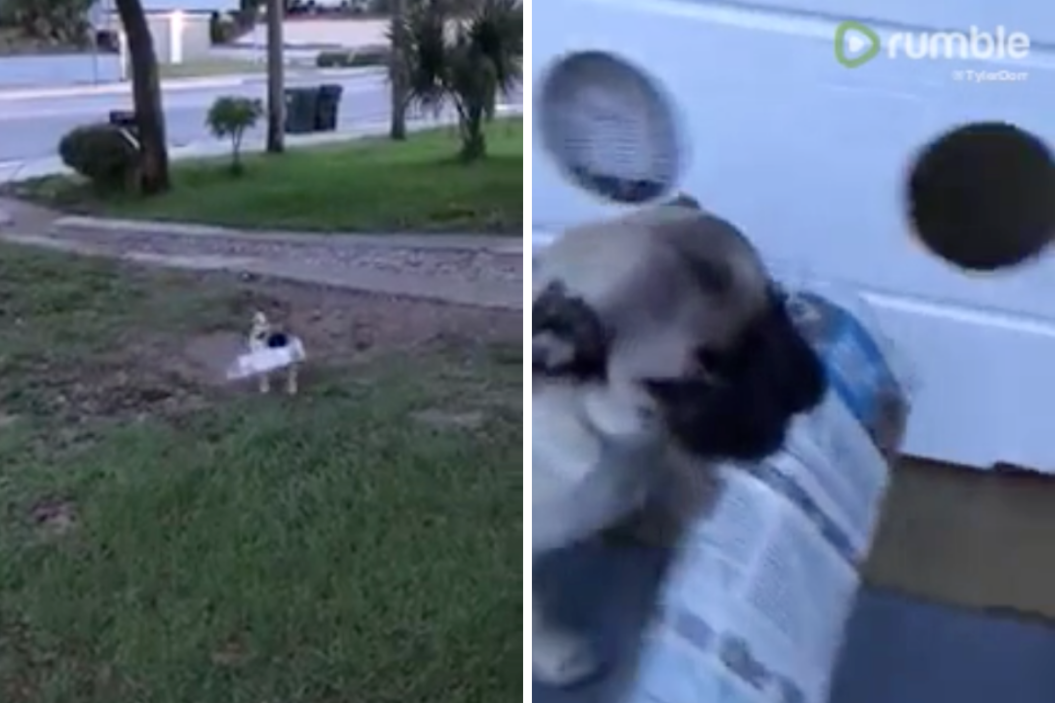 Pug gets newspaper for his dad.
