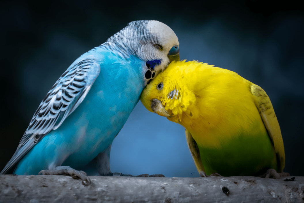 Budgerigars
