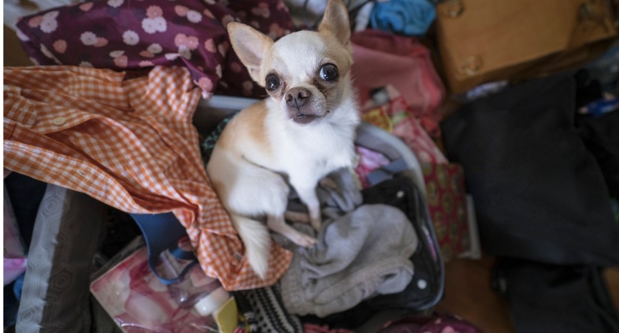 Travel With Your Dog
