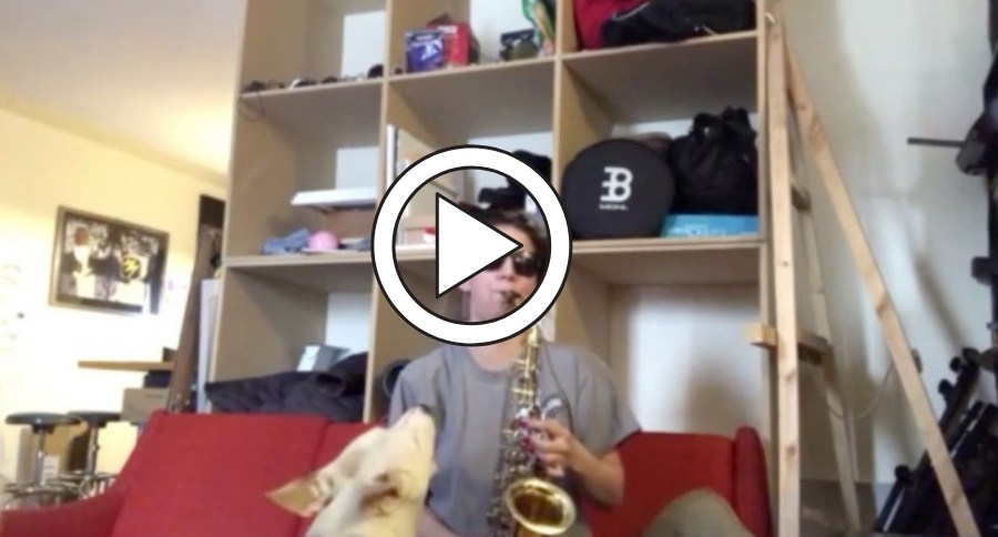 Dog Howls