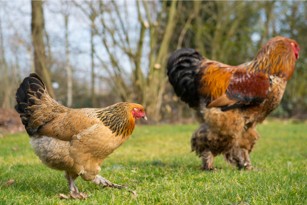 chicken names