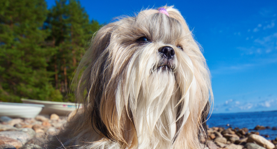 Healthy Dog Euthanized Owner Will