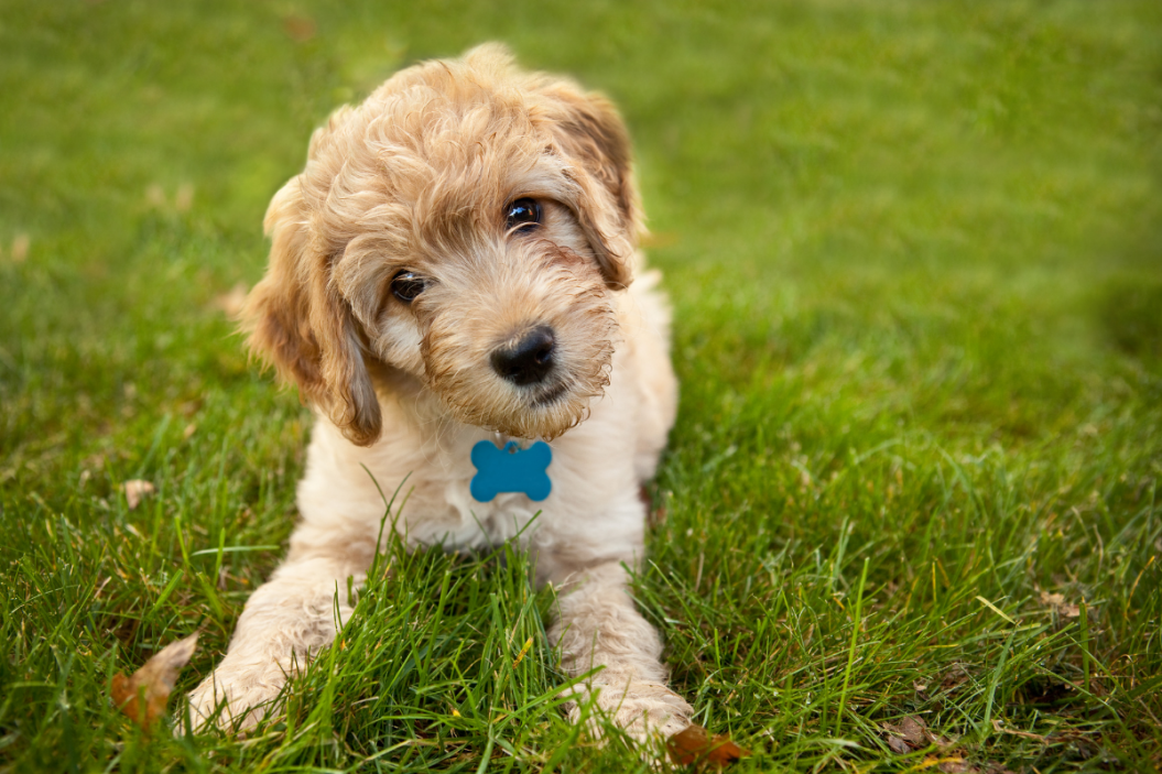 labradoodle