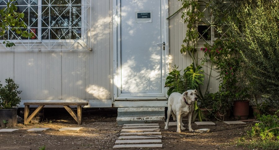 Dog On Leash