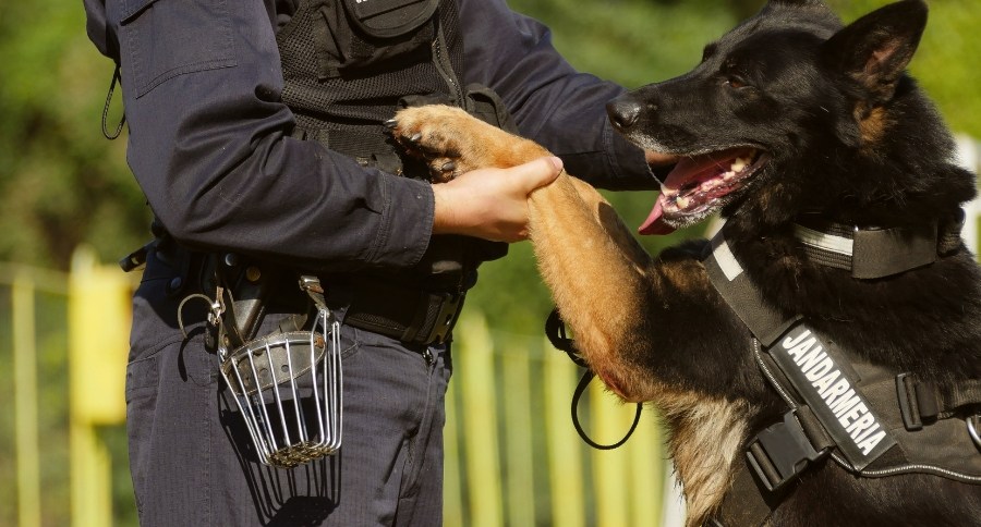 Police Dog