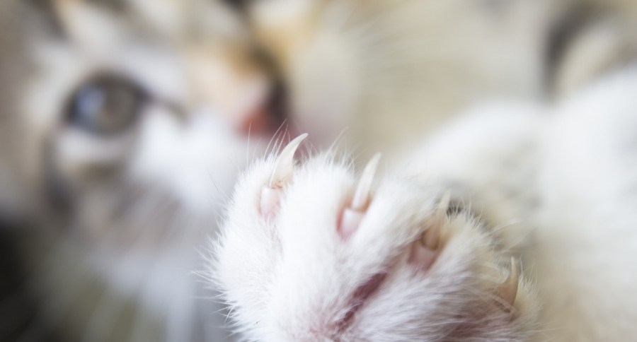 Cat Declaw