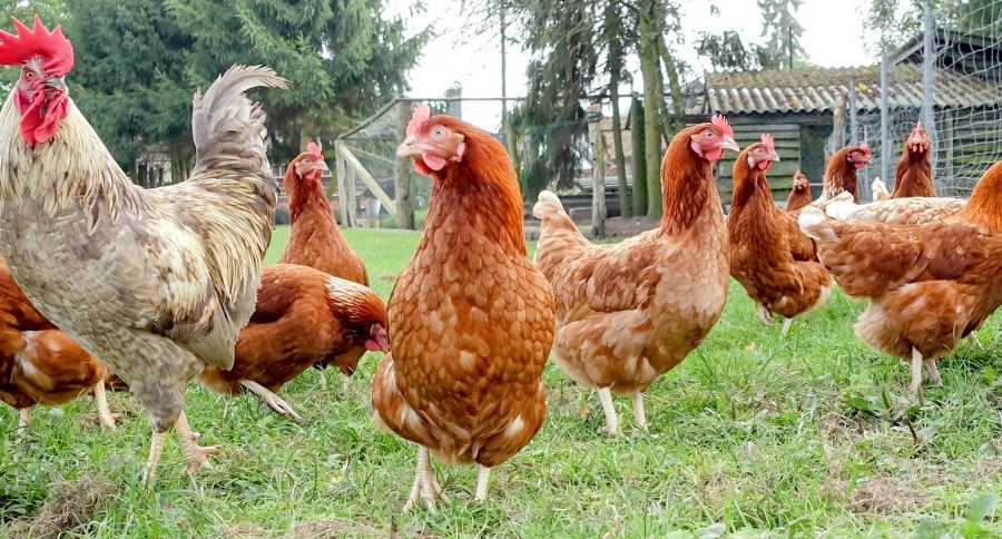 Chickens