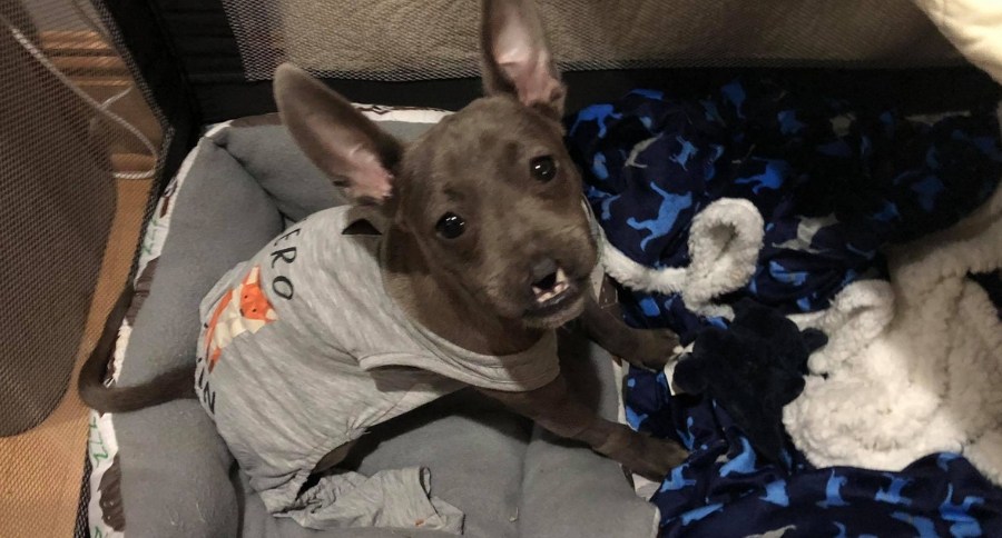 Puppy Without Nose