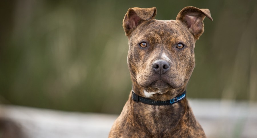 Pitbull