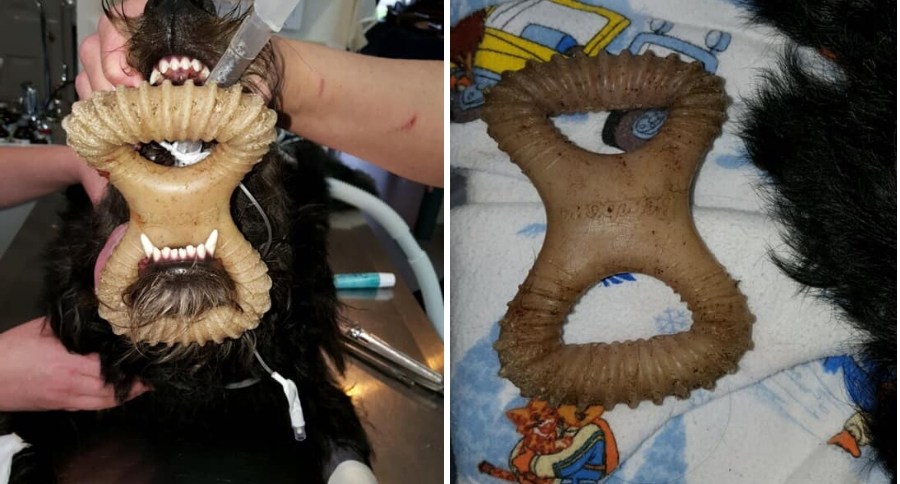 Dangerous Dog Chew