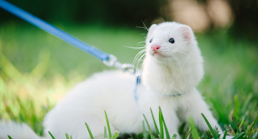 Ferret