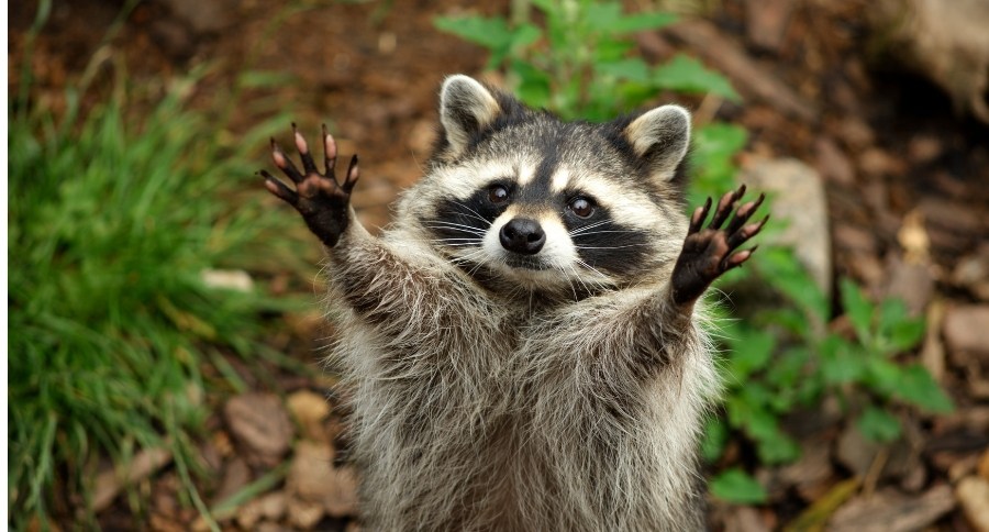 Raccoon
