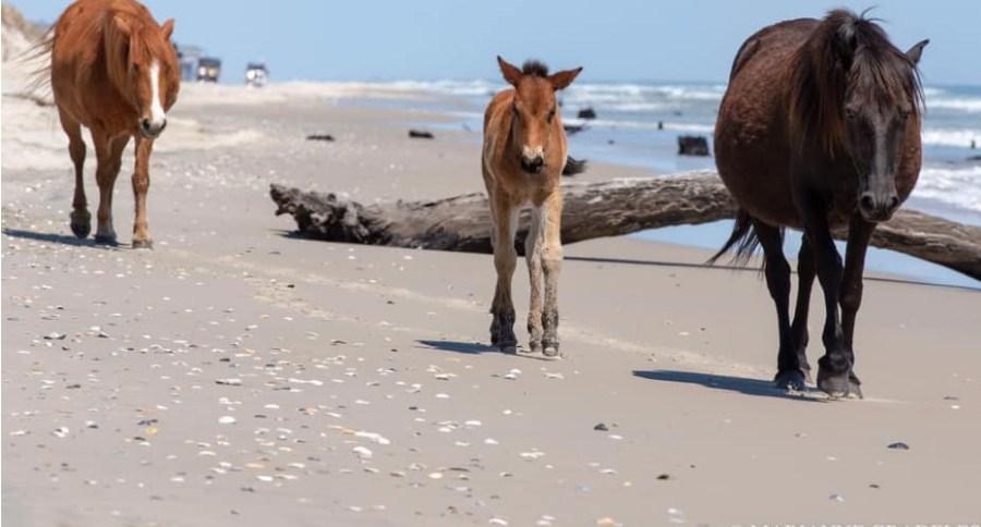 Outer Banks' Horses