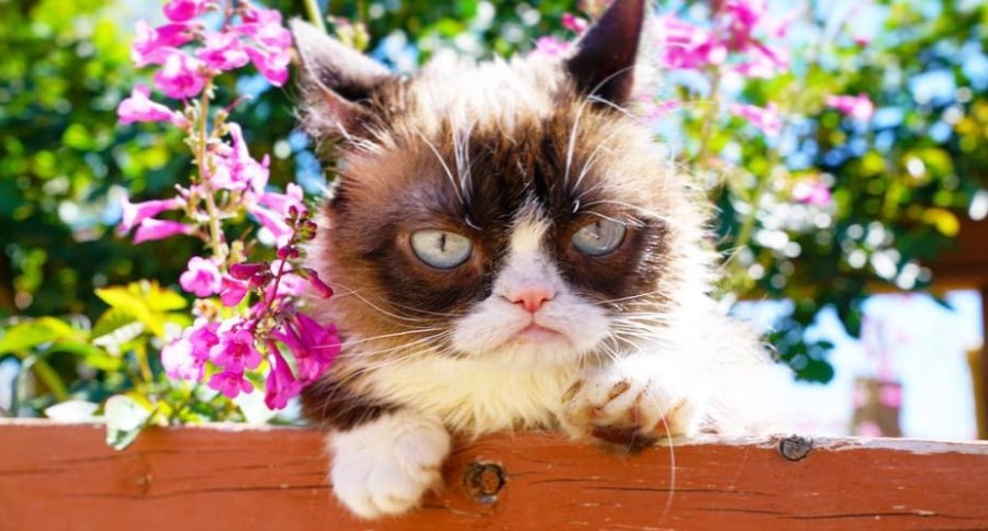 Grumpy Cat