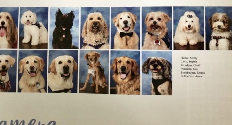 Therapy Dogs Yearbook