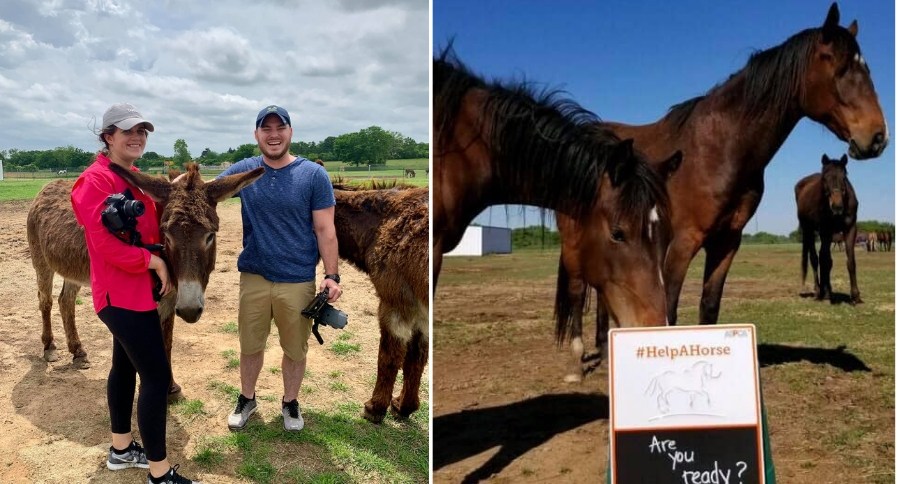 Horses For Adoption