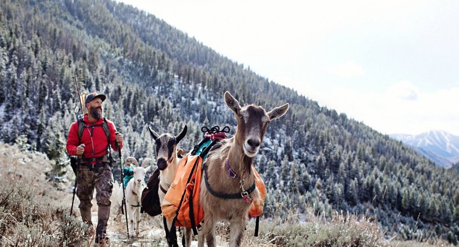 Hike With Goats