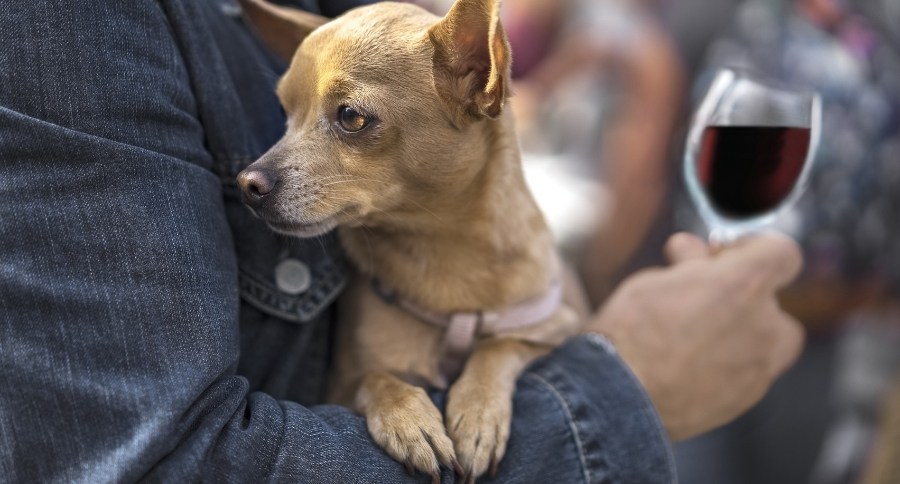 Dog Friendly Theater