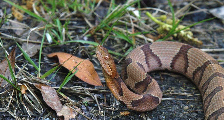 Copperhead Snake