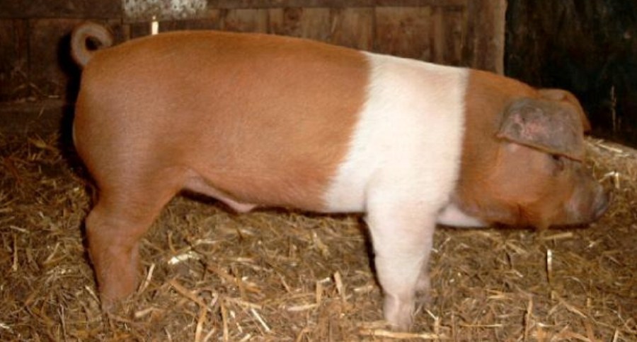 Protest Pig