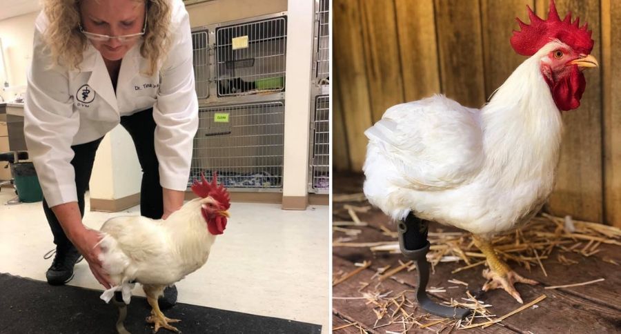 Chicken Farm Sanctuary