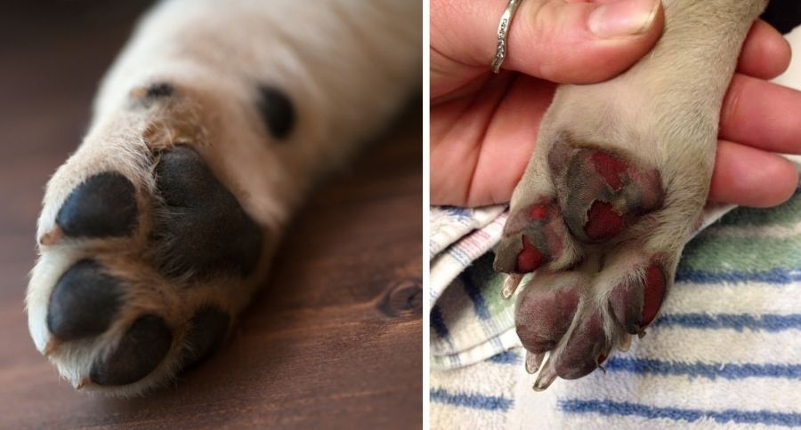 Burnt Paw Pads