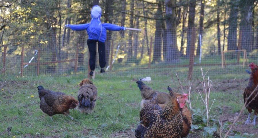 Scarecrow