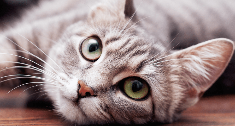 Tabby Cat