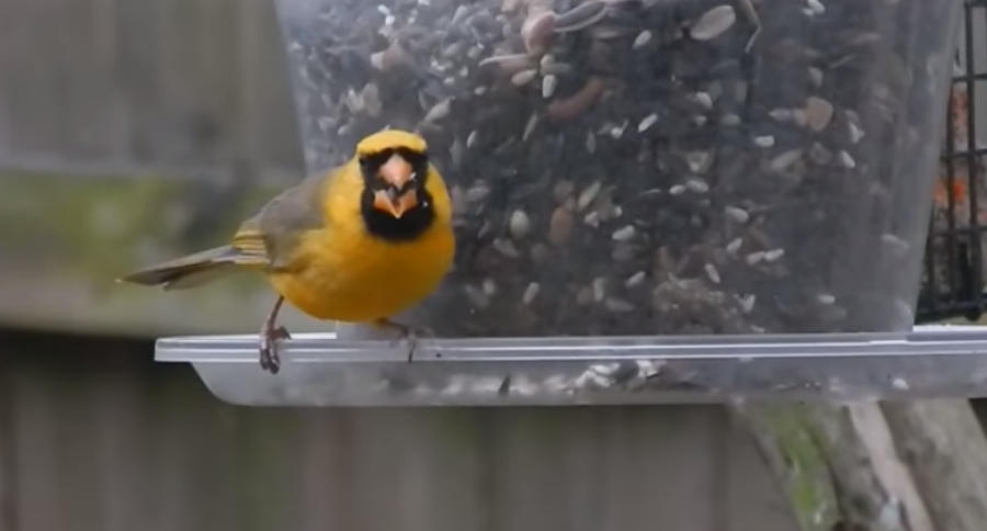 Yellow Cardinal Rare Sighting