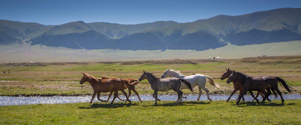 Horses