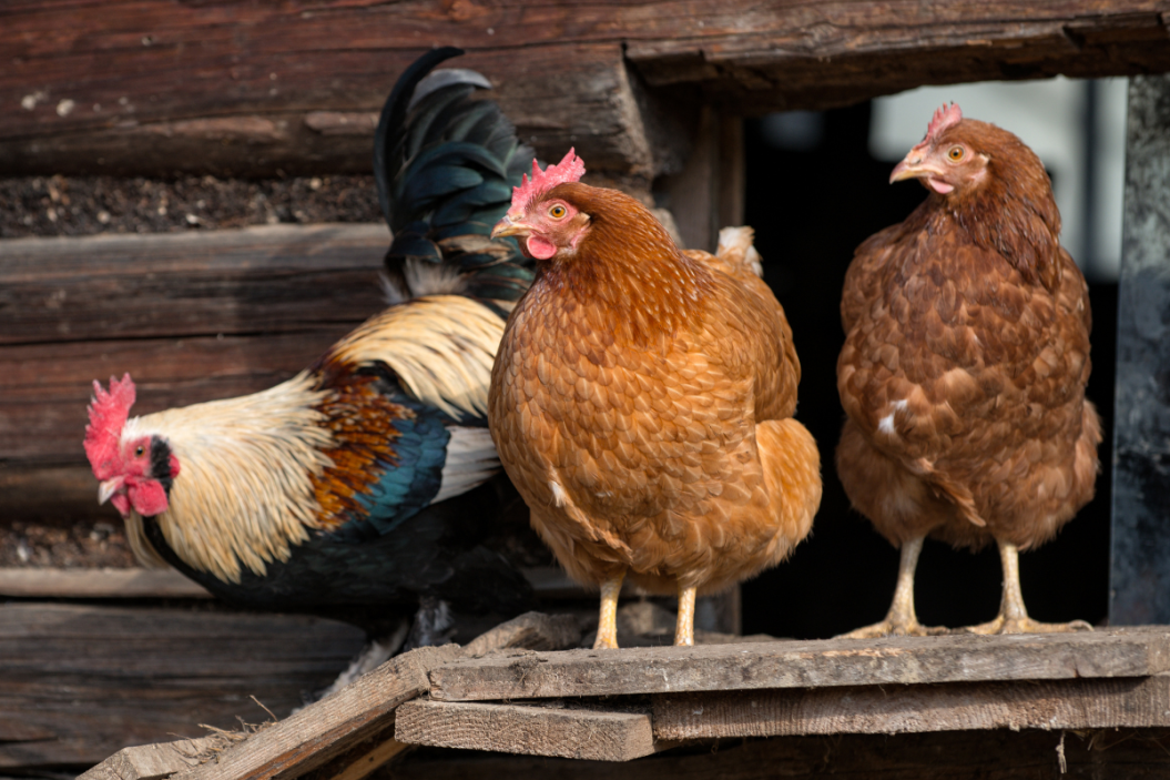 Chickens Sleeping in Nest Boxes