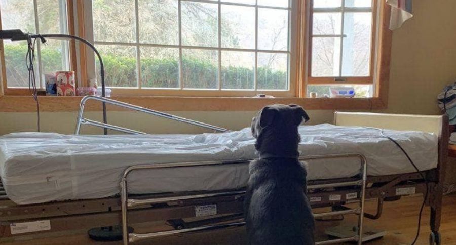 Dog Waits By Deceased Owner