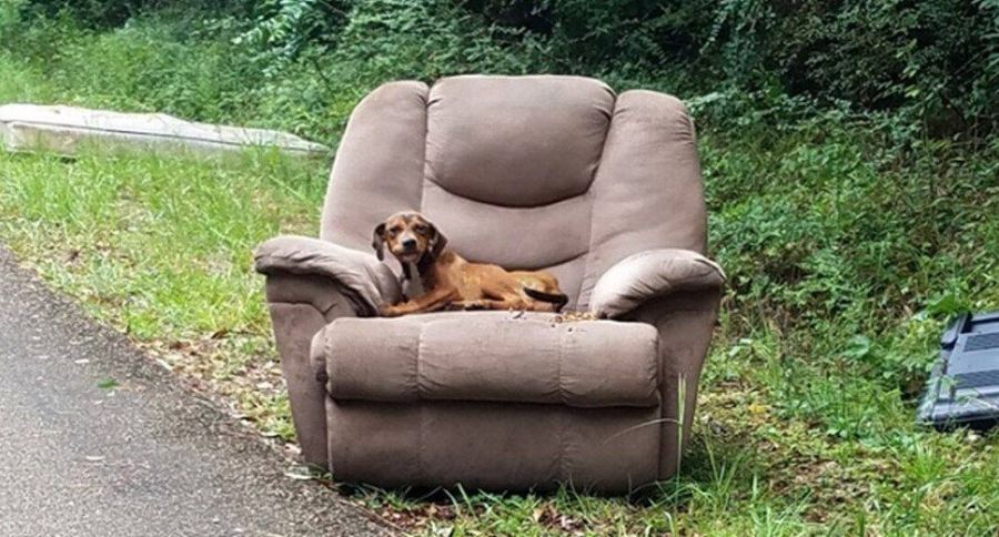 Puppy Dumped In Armchair