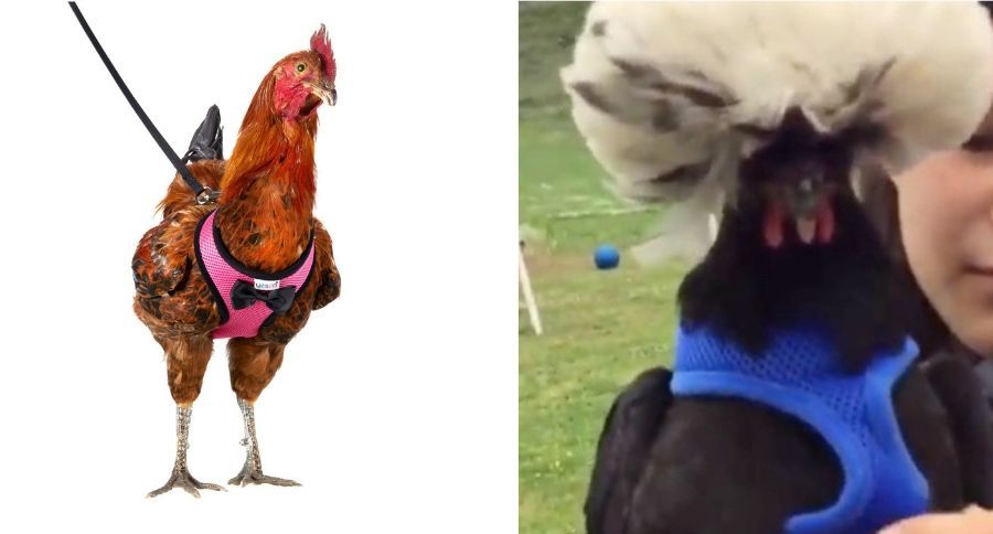 Chicken Harness