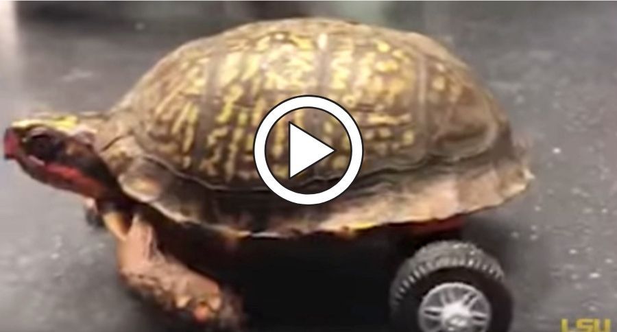 Turtle