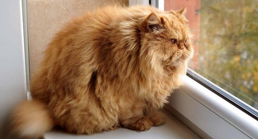 Obese Cats