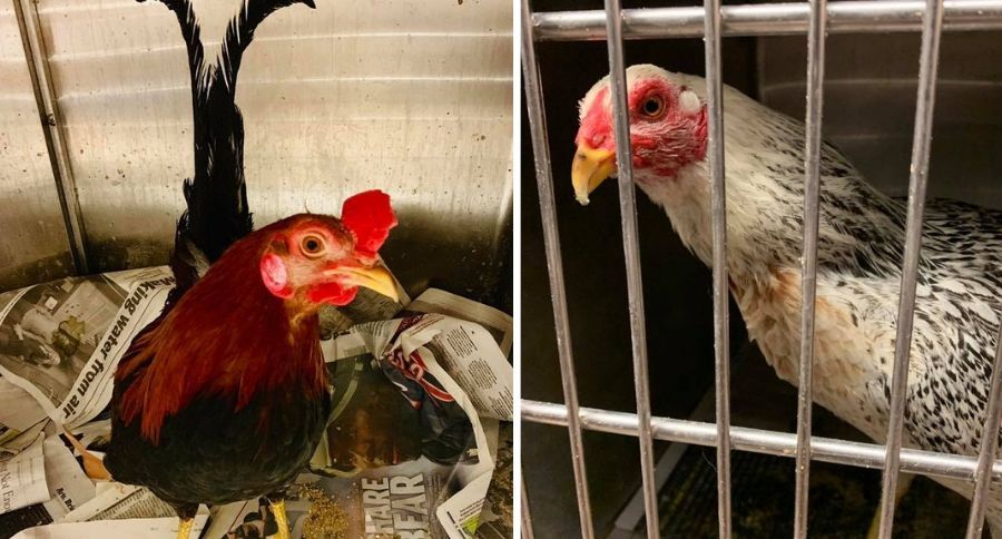 Roosters In Garage