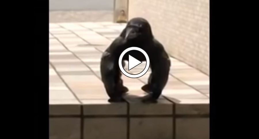 Creepy Gorilla Crow