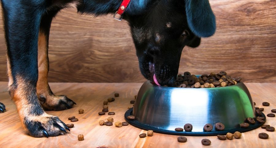 Dog Kibble