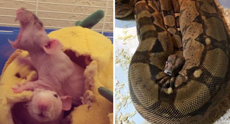 Exotic Animals