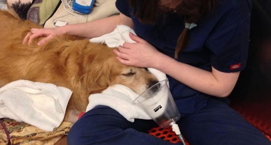 Dog Flu
