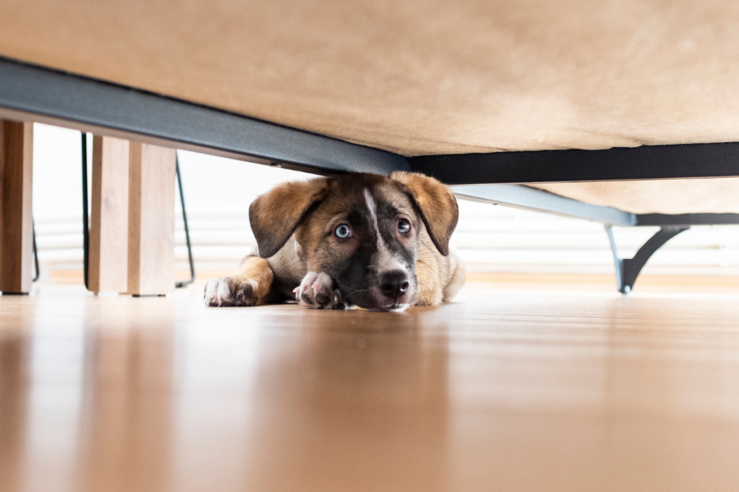 how to keep pets calm during fireworks