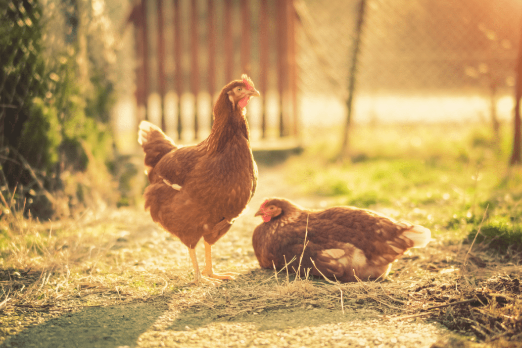 keeping chickens cool