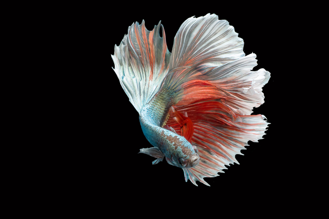 betta fish care