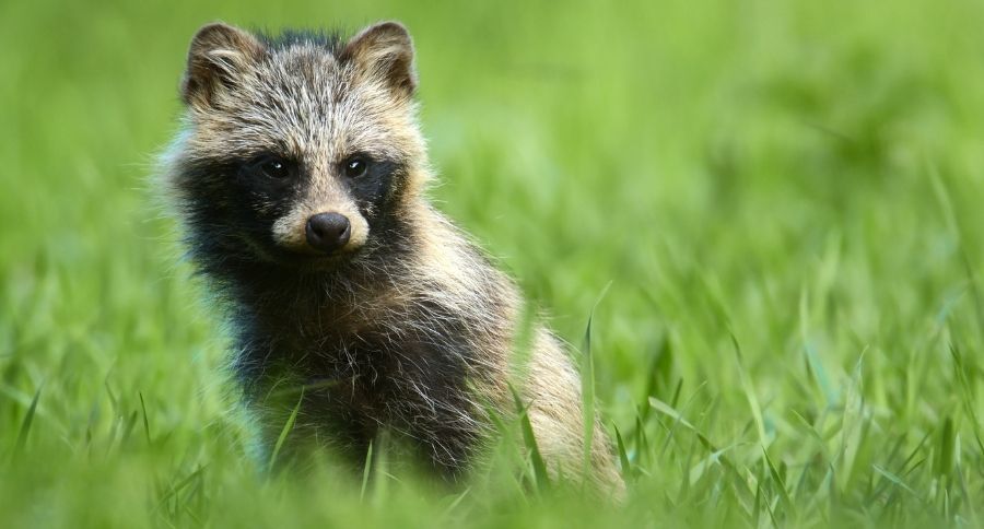 Raccoon Dog