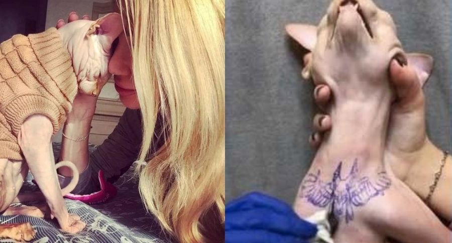 Cat Tattooed