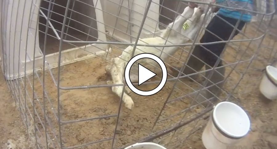 Livestock Abuse