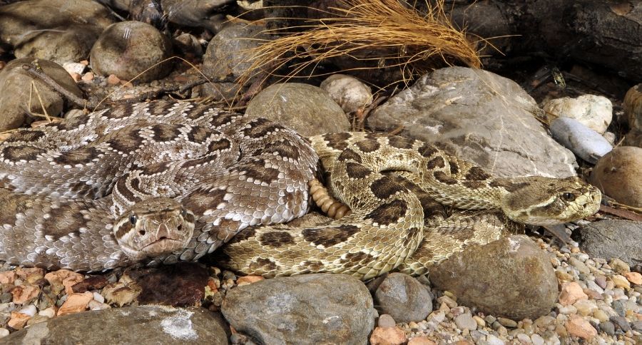 Rattlesnake Vaccination