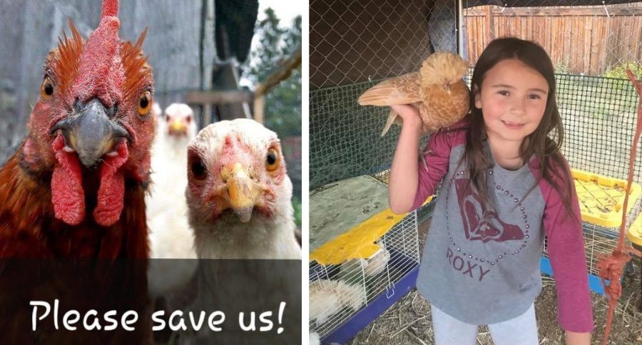 Poultry Disease